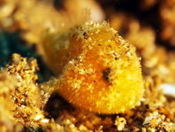 Antennarius striatus (Striped or striated frogfish, hairy frogfish - Gestreifter Anglerfisch)