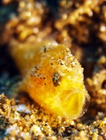 Antennarius striatus (Striped or striated frogfish, hairy frogfish - Gestreifter Anglerfisch)