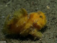 Striped or hairy frogfish - Antennarius striatus - Gestreifter Anglerfisch