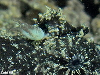 Striped or hairy frogfish - Antennarius striatus - Gestreifter Anglerfisch