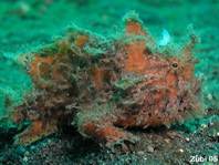 Striped or hairy frogfish - Antennarius striatus - Gestreifter Anglerfisch