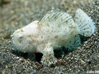 Striped or hairy frogfish - Antennarius striatus - Gestreifter Anglerfisch