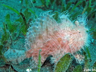 Pez rana rayado (Antennarius striatus) - variación peluda entre algas