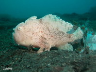 Antennarius striatus (Striped Frogfish, Striated frogfish, Splitlure Frogfish, Zebra Frogfish, Hairy frogfish - Gestreifter Anglerfisch, Streifen Anglerfisch) 