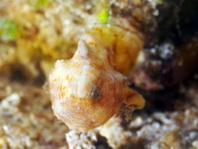 Pygmy frogfish - <em>Antennatus linearis</em> - Pygmäen Anglerfisch