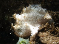 Rosy frogfish (Spiny-tufted Frogfish) - Antennatus rosaceus - Rosa Anglerfisch