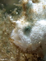 Rosy frogfish (Spiny-tufted Frogfish) - Antennatus rosaceus - Rosa Anglerfisch