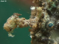 Antennatus
rosaceus - Antennarius
rosaceus (Rosy frogfish, Spiny-tufted Frogfish - Rosa Anglerfisch)