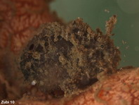 Antennatus
rosaceus - Antennarius
rosaceus (Rosy frogfish, Spiny-tufted Frogfish - Rosa Anglerfisch)