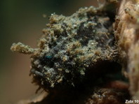 Antennatus
rosaceus - Antennarius
rosaceus (Rosy frogfish, Spiny-tufted Frogfish - Rosa Anglerfisch)