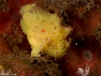 Antennatus
rosaceus - Antennarius
rosaceus (Rosy frogfish, Spiny-tufted Frogfish - Rosa Anglerfisch)