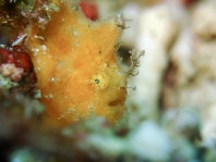Antennatus
rosaceus - Antennarius
rosaceus (Rosy frogfish, Spiny-tufted Frogfish - Rosa Anglerfisch)