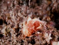Antennatus
rosaceus - Antennarius
rosaceus (Rosy frogfish, Spiny-tufted Frogfish - Rosa Anglerfisch)