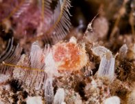 Antennatus
rosaceus - Antennarius
rosaceus (Rosy frogfish, Spiny-tufted Frogfish - Rosa Anglerfisch)