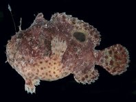Antennatus
rosaceus - Antennarius
rosaceus (Rosy frogfish, Spiny-tufted Frogfish - Rosa Anglerfisch)