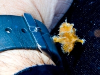Antennatus
rosaceus - Antennarius
rosaceus (Rosy frogfish, Spiny-tufted Frogfish - Rosa Anglerfisch)