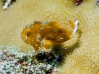 Antennatus
rosaceus - Antennarius
rosaceus (Rosy frogfish, Spiny-tufted Frogfish - Rosa Anglerfisch)