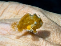 Antennatus
rosaceus - Antennarius
rosaceus (Rosy frogfish, Spiny-tufted Frogfish - Rosa Anglerfisch)