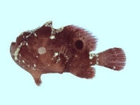 Antennatus
rosaceus - Antennarius
rosaceus (Rosy frogfish, Spiny-tufted Frogfish - Rosa Anglerfisch)