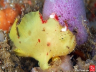 Antennatus
rosaceus - Antennarius
rosaceus (Rosy frogfish, Spiny-tufted Frogfish - Rosa Anglerfisch)