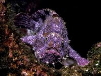Antennatus sanguineus - Antennarius sanguineus (Bloody frogfish, Sanguine frogfish - "Blutiger" Anglerfisch)
