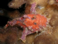Antennatus sanguineus - Antennarius sanguineus (Bloody frogfish, Sanguine frogfish - "Blutiger" Anglerfisch)