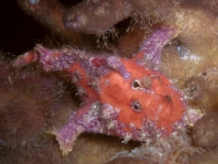 Antennatus sanguineus - Antennarius sanguineus (Bloody frogfish, Sanguine frogfish - "Blutiger" Anglerfisch)
