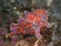 Antennatus sanguineus - Antennarius sanguineus (Bloody frogfish, Sanguine frogfish - "Blutiger" Anglerfisch)