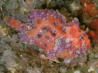 Antennatus sanguineus - Antennarius sanguineus (Bloody frogfish, Sanguine frogfish - "Blutiger" Anglerfisch)