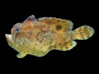 Antennatus sanguineus - Antennarius sanguineus (Bloody frogfish, Sanguine frogfish - "Blutiger" Anglerfisch)