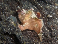 Prickly Frogfish , Thick-spined anglerfish - Echinophryne crassispina - "Stachliger" Anglerfisch