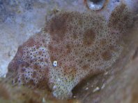 Histiophryne pogonius (Bearded frogfish - Bärtiger Anglerfisch)