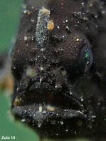 Sargasso frogfish - <em>Histrio histrio</em> - Sargassum Anglerfisch
