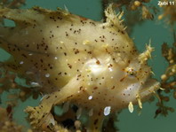Sargasso frogfish - <em>Histrio histrio</em> - Sargassum Anglerfisch