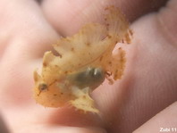 Sargasso frogfish - <em>Histrio histrio</em> - Sargassum Anglerfisch