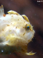 Sargasso frogfish - <em>Histrio histrio</em> - Sargassum Anglerfisch