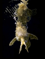 Sargasso frogfish - <em>Histrio histrio</em> - Sargassum Anglerfisch