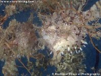 Sargassum frogfish (Histrio histrio) - two frogfishes between Sargassum plants 