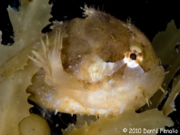Sargasso frogfish - Histrio histrio - Sargassum Anglerfisch