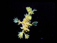 Sargasso frogfish - <em>Histrio histrio</em> - Sargassum Anglerfisch