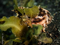 Sargasso frogfish - <em>Histrio histrio</em> - Sargassum Anglerfisch