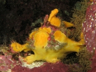 Antennariidae gen. et nov. sp.(Bare Island Frogfish - Bare Island Anglerfisch)