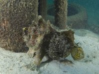 Marble-mouth frogfish - Lophiocharon lithinostomus - Marmor-Maul Anglerfisch