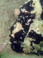 Lophiocharon trisignatus (Three-Spot Frogfish, Spotted-Tail Frogfish - 