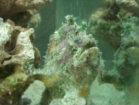 Lophiocharon trisignatus (Three-Spot Frogfish, Spotted-Tail Frogfish - 