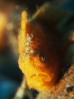 Lembeh Frogfish (Ocellated Frogfish) before Antennatus sp. - Nudiantennarius subteres - Lembeh Anglerfisch (Ocellus Anglerfisch) ehemalig Antennatus sp.