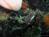 Lembeh Frogfish - Antennarius sp - Lembeh Anglerfisch