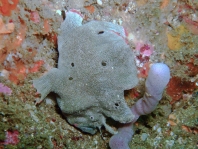  Porophryne erythrodactylus (Bare Island Frogfish / Red-footed Frogfish - Bare Island Anglerfisch / Rotfuss-Anglerfisch)