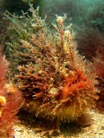Rhycherus filamentosus (Tasseled Frogfish - Quasten-Anglerfisch)