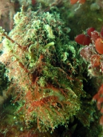 Rhycherus filamentosus (Tasseled Frogfish - Quasten-Anglerfisch)